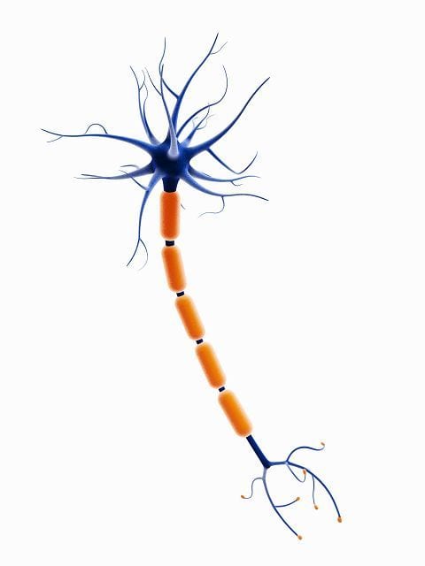 Neuron mit Dendtrit, Zellkern, Soma, Axon, Myelinscheide, Ranvierscher Schnürring, Schwannsche Zelle, Axonterminale