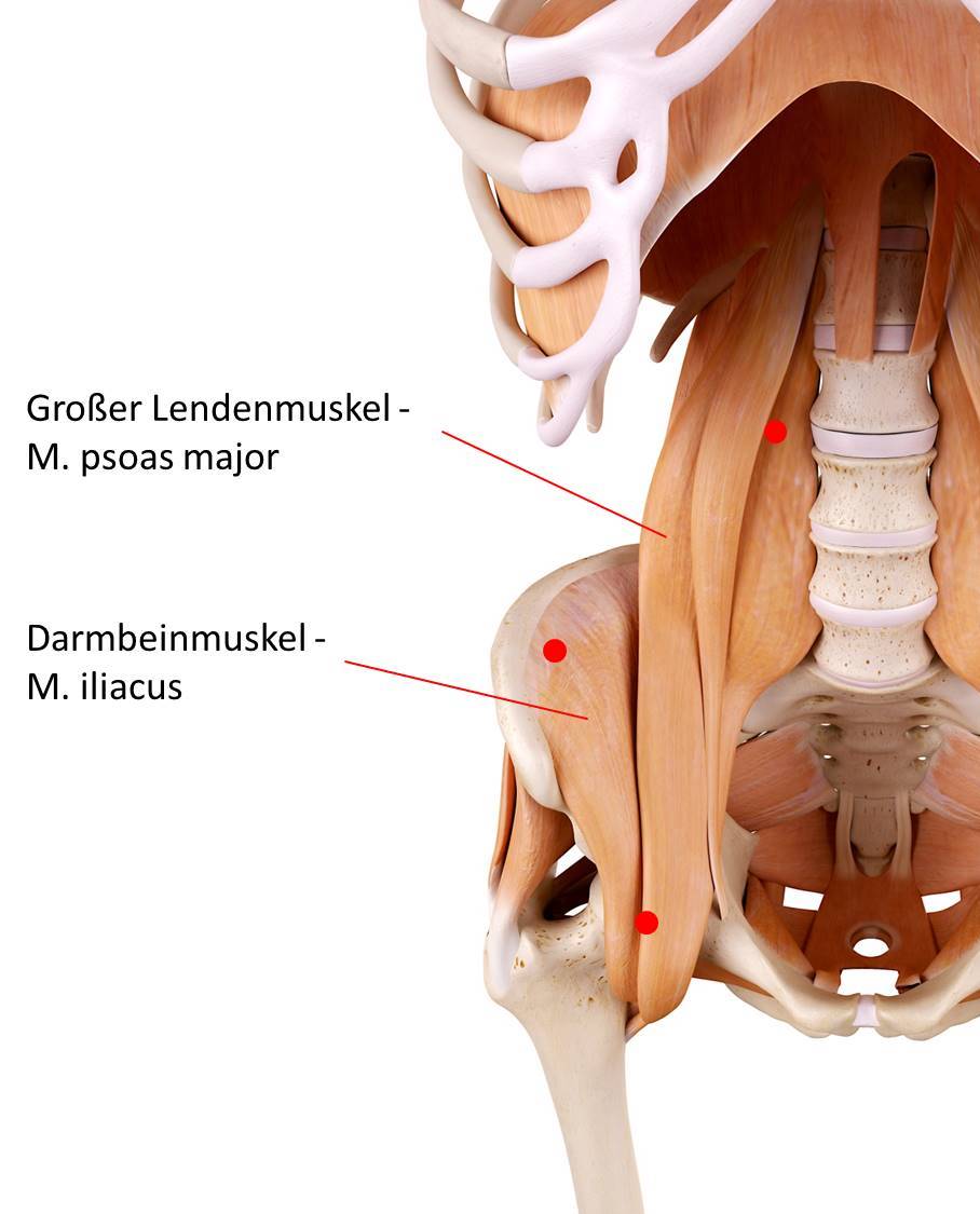 Der Lenden-Darmbeinmuskel besteht aus dem großen Lendenmuskel ( lat. musculus. psosas major) und dem Darmbeinmuskel (lat. musculus iliacus). Triggerpunkte in den beiden Muskeln verursachen häufig Rückenschmerzen im Lendenwirbelbereich.