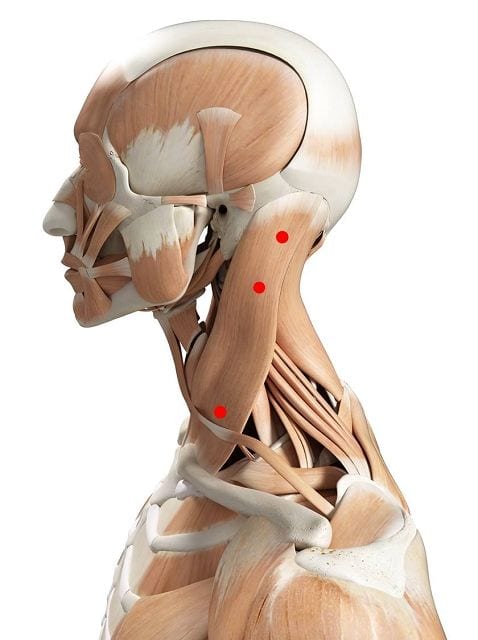 Der Kopfwender (lat. musculus sternocleidomastoideus) erlaubt uns eine seitliche Neigung des Kopfes in Richtung Schulter, eine Streckung des Halses nach hinten.